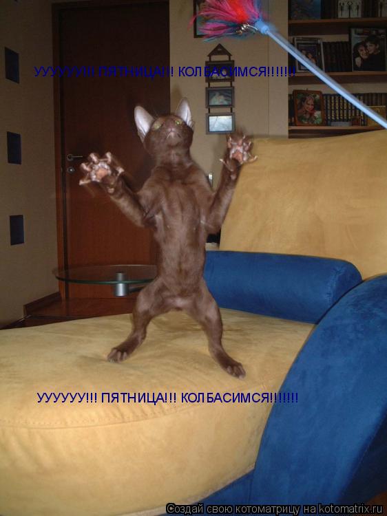 УУУУУУ!!! ПЯТНИЦА!!! КОЛБАСИМСЯ!!!!!!! ... Котоматрица: УУУУУУ!!! ПЯТНИЦА!!! КОЛБАСИМСЯ!!!!!!!