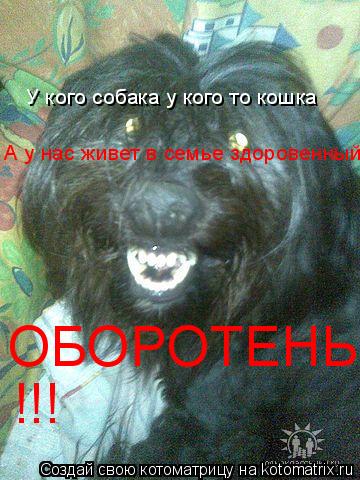 У кого собака у кого то кошка А у нас живет в семье здоровенный ОБОРОТЕНЬ !!!... Котоматрица: У кого собака у кого то кошка А у нас живет в семье здоровенный ОБОРОТЕНЬ !!!