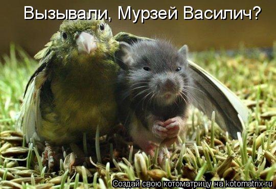 Вызывали, Мурзей Василич?... Котоматрица: Вызывали, Мурзей Василич?