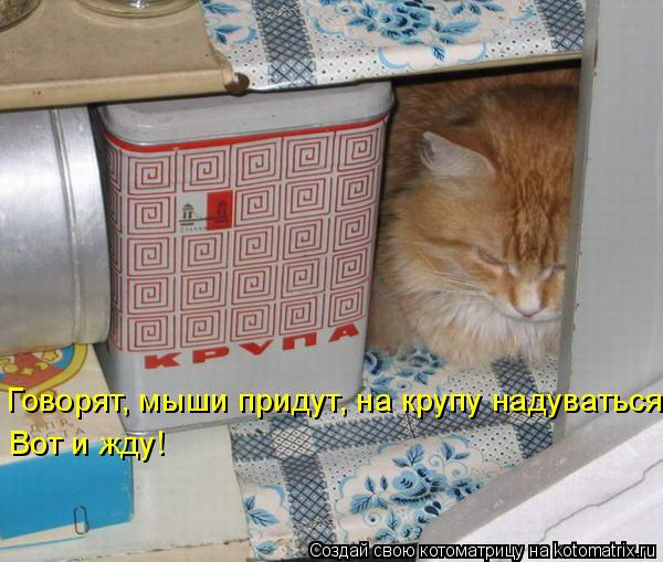 Говорят, мыши придут, на крупу надуваться. Вот и жду!... Котоматрица: Говорят, мыши придут, на крупу надуваться. Вот и жду!