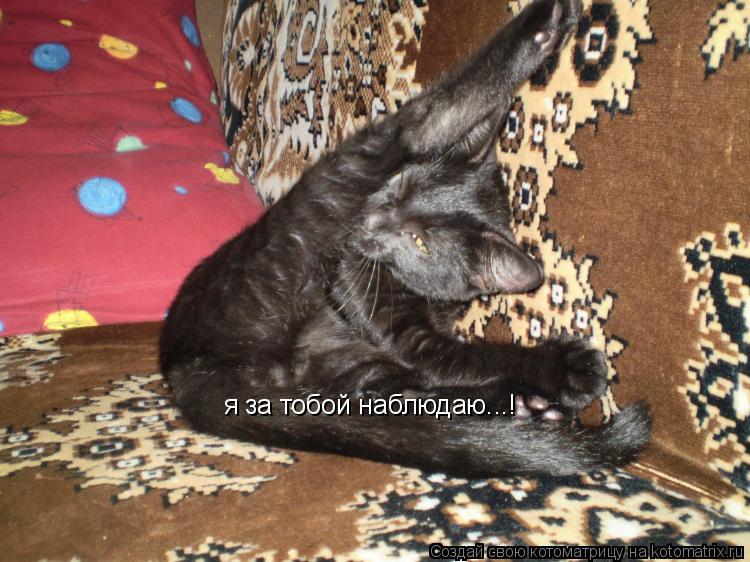 я за тобой наблюдаю...!... Котоматрица: я за тобой наблюдаю...!