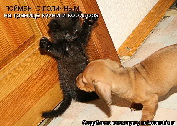 пойман с поличным на границе кухни и коридора... Котоматрица: пойман с поличным на границе кухни и коридора