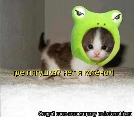 где лягушка? нет я котёнок!... Котоматрица: где лягушка? нет я котёнок!