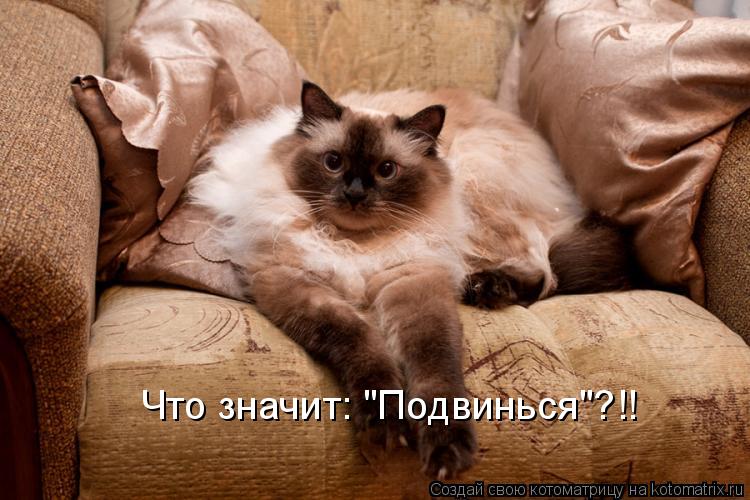 Что значит: "Подвинься"?!!... Котоматрица: Что значит: "Подвинься"?!!