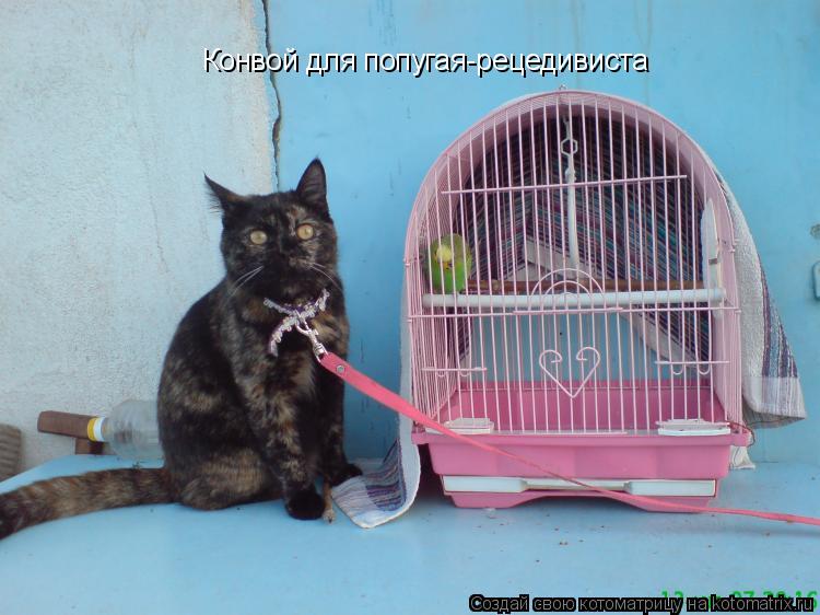 Конвой для попугая-рецедивиста... Котоматрица: Конвой для попугая-рецедивиста