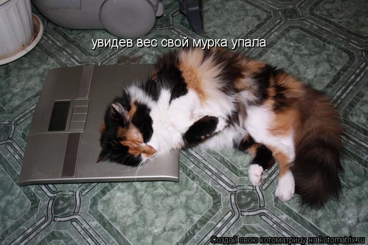 увидев вес свой мурка упала... Котоматрица: увидев вес свой мурка упала