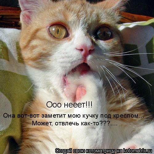 Ооо нееет!!! Она вот-вот заметит мою кучку под креслом... Может, отвлечь как-то???....... Котоматрица: Ооо нееет!!! Она вот-вот заметит мою кучку под креслом... Может, отвлечь как-то???....