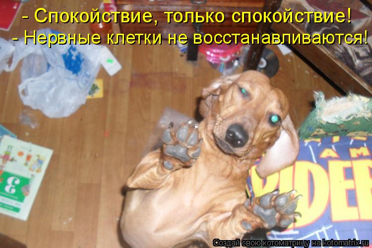 - Спокойствие, только спокойствие! - Нервные клетки не восстанавливаются!... Котоматрица: - Спокойствие, только спокойствие! - Нервные клетки не восстанавливаются!