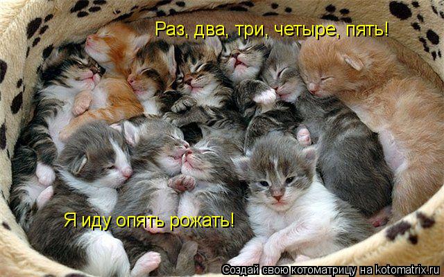 Раз, два, три, четыре, пять! Я иду опять рожать!... Котоматрица: Раз, два, три, четыре, пять! Я иду опять рожать!