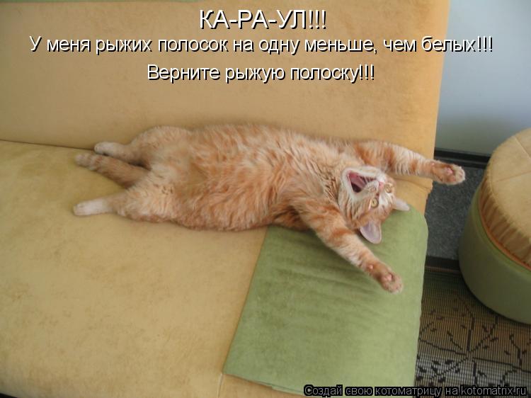 КА-РА-УЛ!!! У меня рыжих полосок на одну меньше, чем белых!!! Верните рыжую полоску!!!... Котоматрица: КА-РА-УЛ!!! У меня рыжих полосок на одну меньше, чем белых!!! Верните рыжую полоску!!!