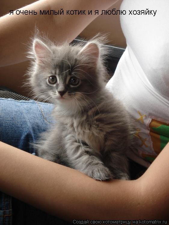 я очень милый котик и я люблю хозяйку... Котоматрица: я очень милый котик и я люблю хозяйку