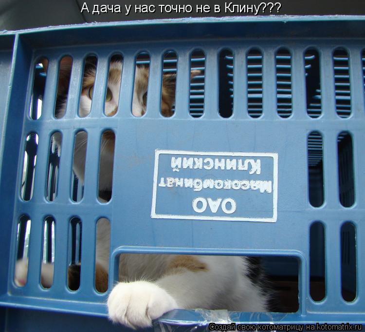 А дача у нас точно не в Клину???... Котоматрица: А дача у нас точно не в Клину???