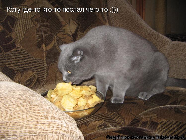 Коту где-то кто-то послал чего-то :)))... Котоматрица: Коту где-то кто-то послал чего-то :)))
