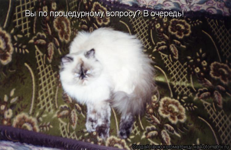 Вы по процедурному вопросу? В очередь!... Котоматрица: Вы по процедурному вопросу? В очередь!