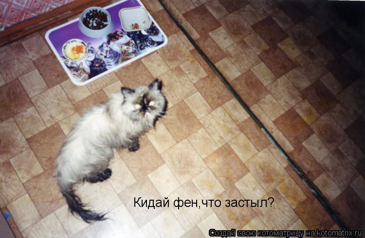 Кидай фен,что застыл?... Котоматрица: Кидай фен,что застыл?