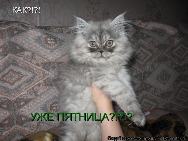 КАК?!?! УЖЕ ПЯТНИЦА?!?!?... Котоматрица: КАК?!?! УЖЕ ПЯТНИЦА?!?!?