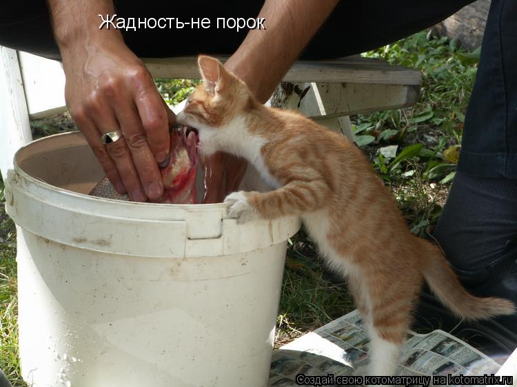 Жадность-не порок... Котоматрица: Жадность-не порок