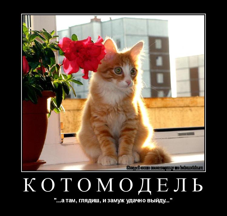 КОТОМОДЕЛЬ "...а там, глядиш, и замуж удачно выйду..."... Котоматрица: КОТОМОДЕЛЬ "...а там, глядиш, и замуж удачно выйду..."