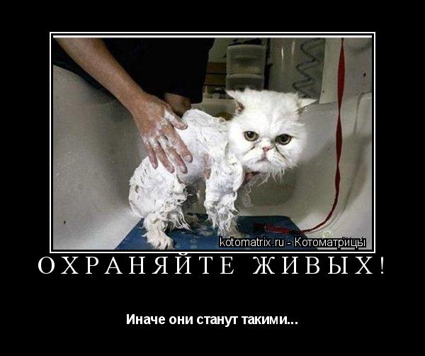 Охраняйте живых! Иначе они станут такими...... Котоматрица: Охраняйте живых! Иначе они станут такими...