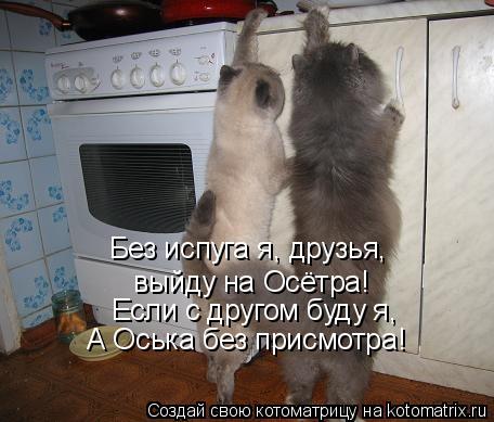 Котоматрица: Без испуга я, друзья,  выйду на Осётра! Если с другом буду я, А Оська без присмотра!