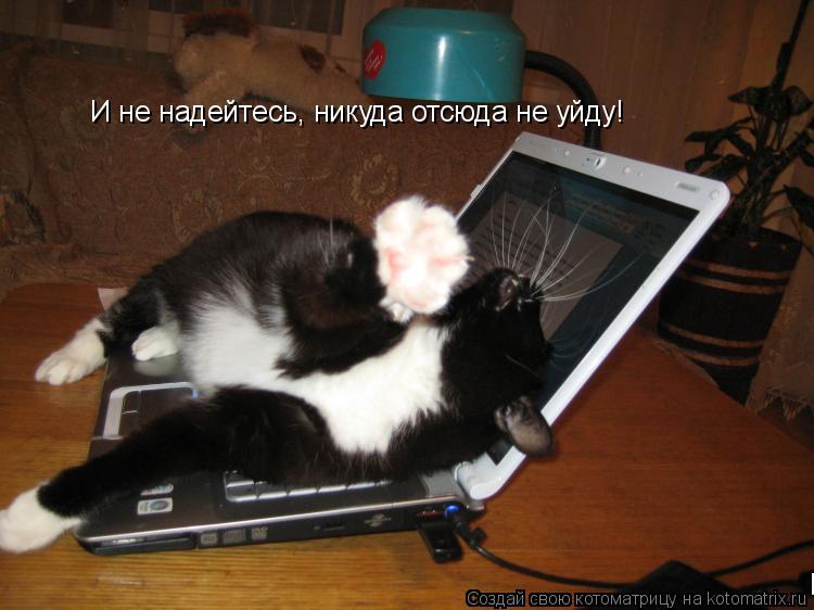 И не надейтесь, никуда отсюда не уйду! И не надейтесь, никуда отсюда не уйду! И не надейтесь, никуда ... Котоматрица: И не надейтесь, никуда отсюда не уйду! И не надейтесь, никуда отсюда не уйду! И не надейтесь, никуда отсюда не уйду!