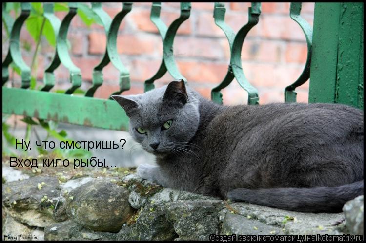 Ну, что смотришь? Вход кило рыбы...... Котоматрица: Ну, что смотришь? Вход кило рыбы...