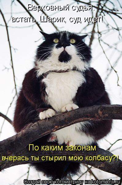 Верховный судья: встать, Шарик, суд идет! По каким законам вчерась ты стырил мою колбасу?!... Котоматрица: Верховный судья: встать, Шарик, суд идет! По каким законам вчерась ты стырил мою колбасу?!