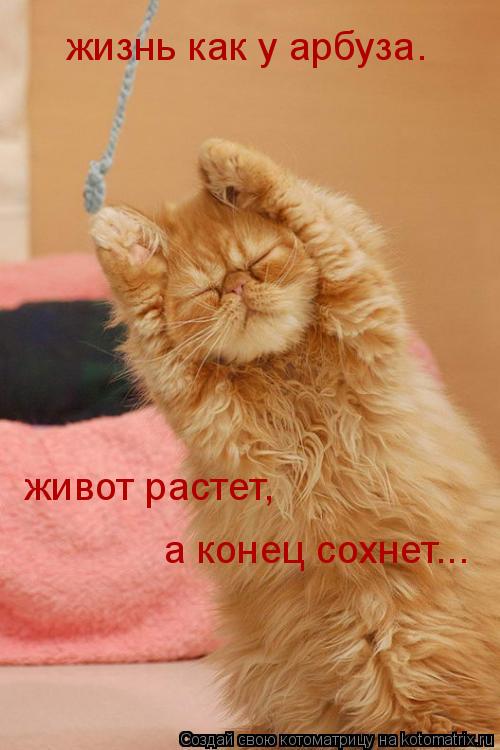 жизнь как у арбуза. живот растет, а конец сохнет...... Котоматрица: жизнь как у арбуза. живот растет, а конец сохнет...