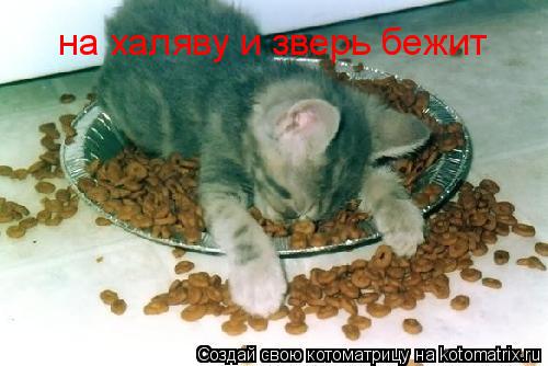 на халяву и зверь бежит... Котоматрица: на халяву и зверь бежит