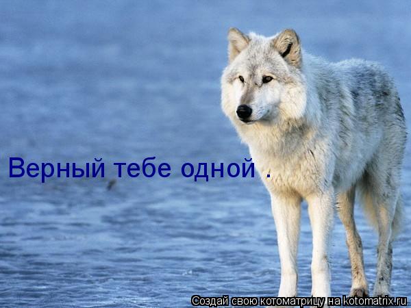 Верный тебе одной .... Котоматрица: Верный тебе одной .