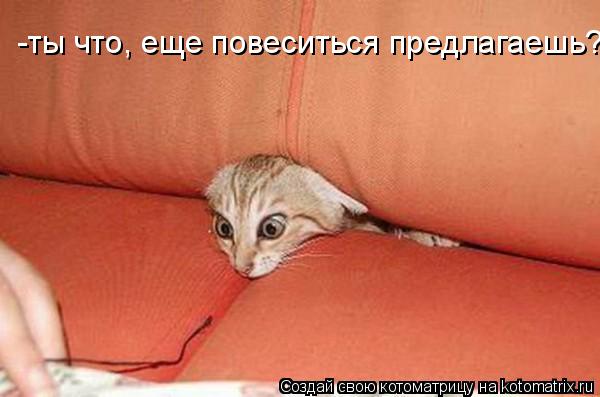 -ты что, еще повеситься предлагаешь?!... Котоматрица: -ты что, еще повеситься предлагаешь?!