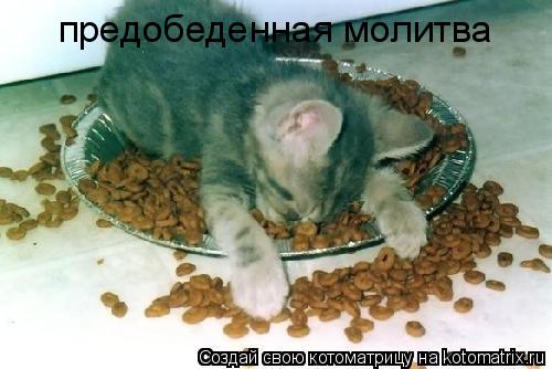 предобеденная молитва... Котоматрица: предобеденная молитва