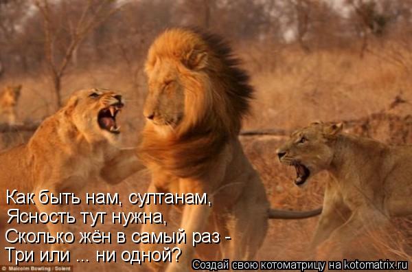 Как быть нам, султанам, Ясность тут нужна, Сколько жён в самый раз - Три или ... ни одной?... Котоматрица: Как быть нам, султанам, Ясность тут нужна, Сколько жён в самый раз - Три или ... ни одной?