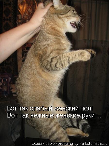 Котоматрица: Вот так слабый женский пол! Вот так нежные женские руки ...