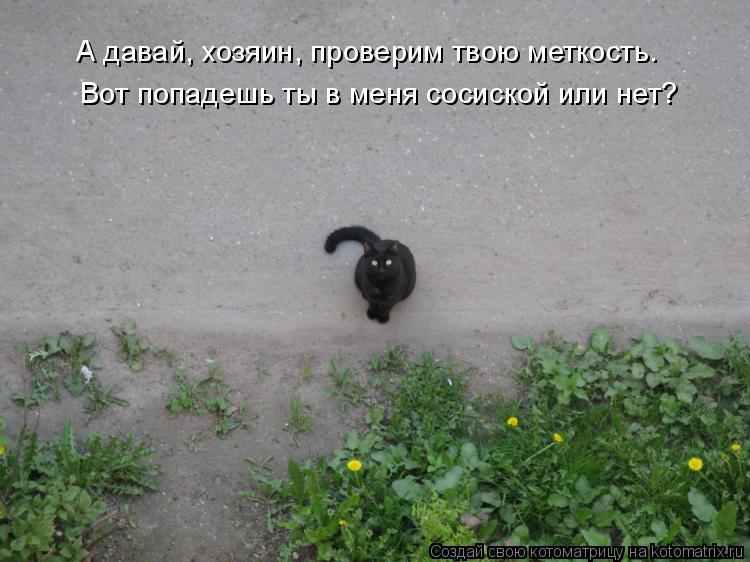 Котоматрица: А давай, хозяин, проверим твою меткость.  Вот попадешь ты в меня сосиской или нет?