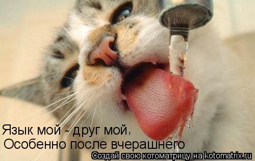 Язык мой - друг мой Особенно после вчерашнего ,... Котоматрица: Язык мой - друг мой Особенно после вчерашнего ,