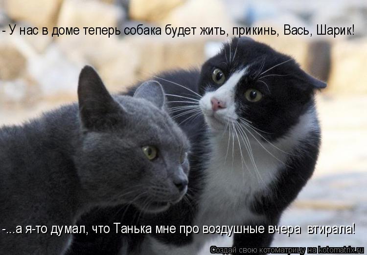 - У нас в доме теперь собака будет жить, прикинь, Вась, Шарик! -...а я-то думал, что Танька мне про в... Котоматрица: - У нас в доме теперь собака будет жить, прикинь, Вась, Шарик! -...а я-то думал, что Танька мне про воздушные вчера втирала!
