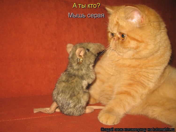 Мышь серая А ты кто?... Котоматрица: Мышь серая А ты кто?