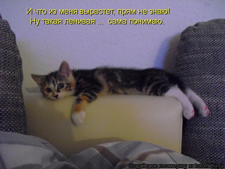 Котоматрица: И что из меня вырастет, прям не знаю! Ну такая ленивая ...  сама понимаю.