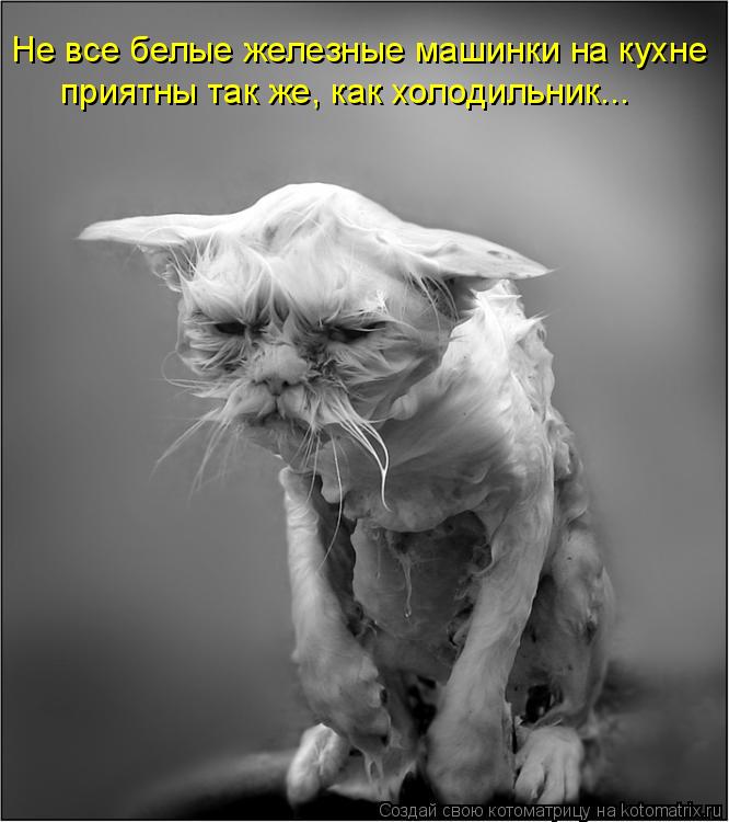 Не все белые железные машинки на кухне приятны так же, как холодильник...... Котоматрица: Не все белые железные машинки на кухне приятны так же, как холодильник...