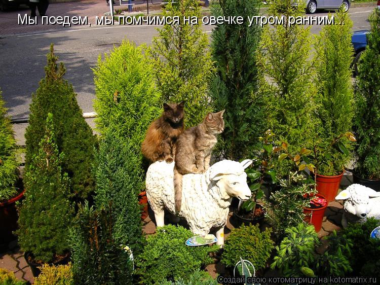 Мы поедем, мы помчимся на овечке утром ранним...... Котоматрица: Мы поедем, мы помчимся на овечке утром ранним...