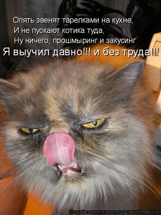 Котоматрица: И не пускают котика туда, Опять звенят тарелками на кухне, Я выучил давно!!! и без труда!!! Ну ничего, прошмыринг и закусинг