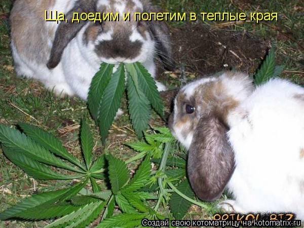 Ща, доедим и полетим в теплые края... Котоматрица: Ща, доедим и полетим в теплые края
