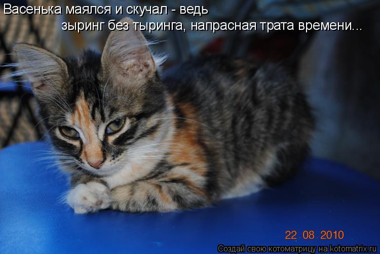 Васенька маялся и скучал - ведь зыринг без тыринга, напрасная трата времени...... Котоматрица: Васенька маялся и скучал - ведь зыринг без тыринга, напрасная трата времени...