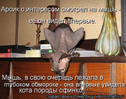 Арсик с интересом смотрел на мышь - её он видел впервые. Мышь, в свою очередь лежала в глубоком обмор... Котоматрица: Арсик с интересом смотрел на мышь - её он видел впервые. Мышь, в свою очередь лежала в глубоком обмороке - она впервые увидела кота породы сф