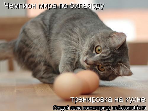 Чемпион мира по бильярду тренировка на кухне... Котоматрица: Чемпион мира по бильярду тренировка на кухне