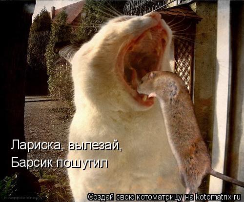 Котоматрица: Лариска, вылезай, Барсик пошутил