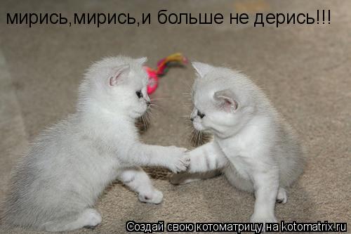 Котоматрица: мирись,мирись,и больше не дерись!!!