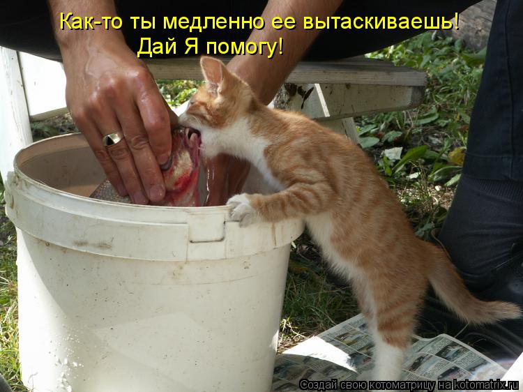 Как-то ты медленно ее вытаскиваешь! Дай Я помогу!... Котоматрица: Как-то ты медленно ее вытаскиваешь! Дай Я помогу!
