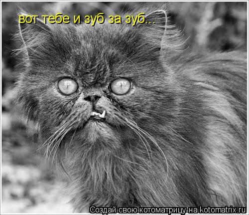 вот тебе и зуб за зуб...... Котоматрица: вот тебе и зуб за зуб...